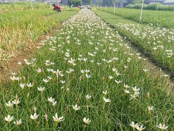 彩叶苗木病虫害农业综合防治技术